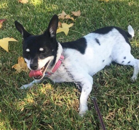 Opinion | My dog is the devil, but I love her