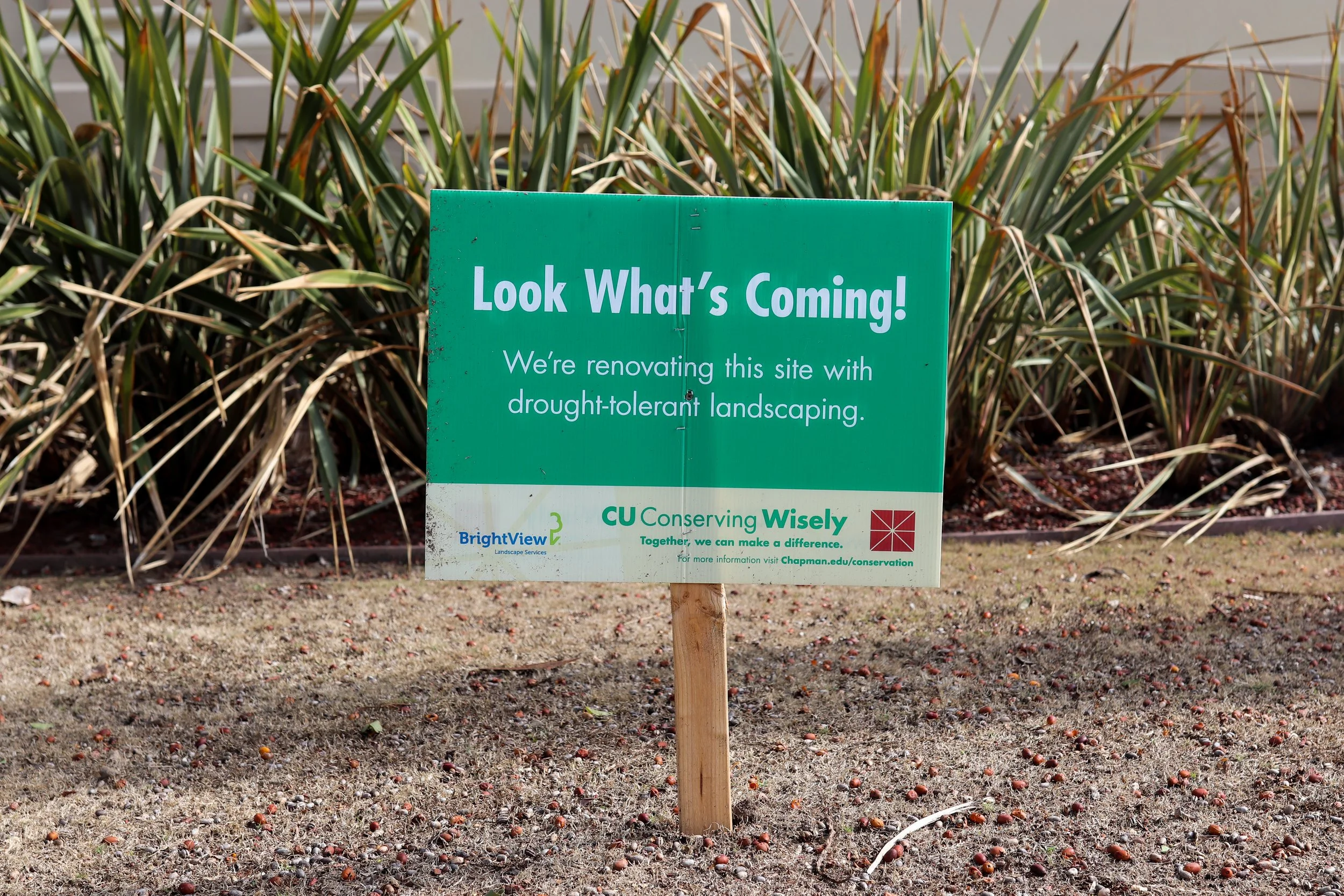 Residence halls compete in Chapman’s first Ecolympics since 2015