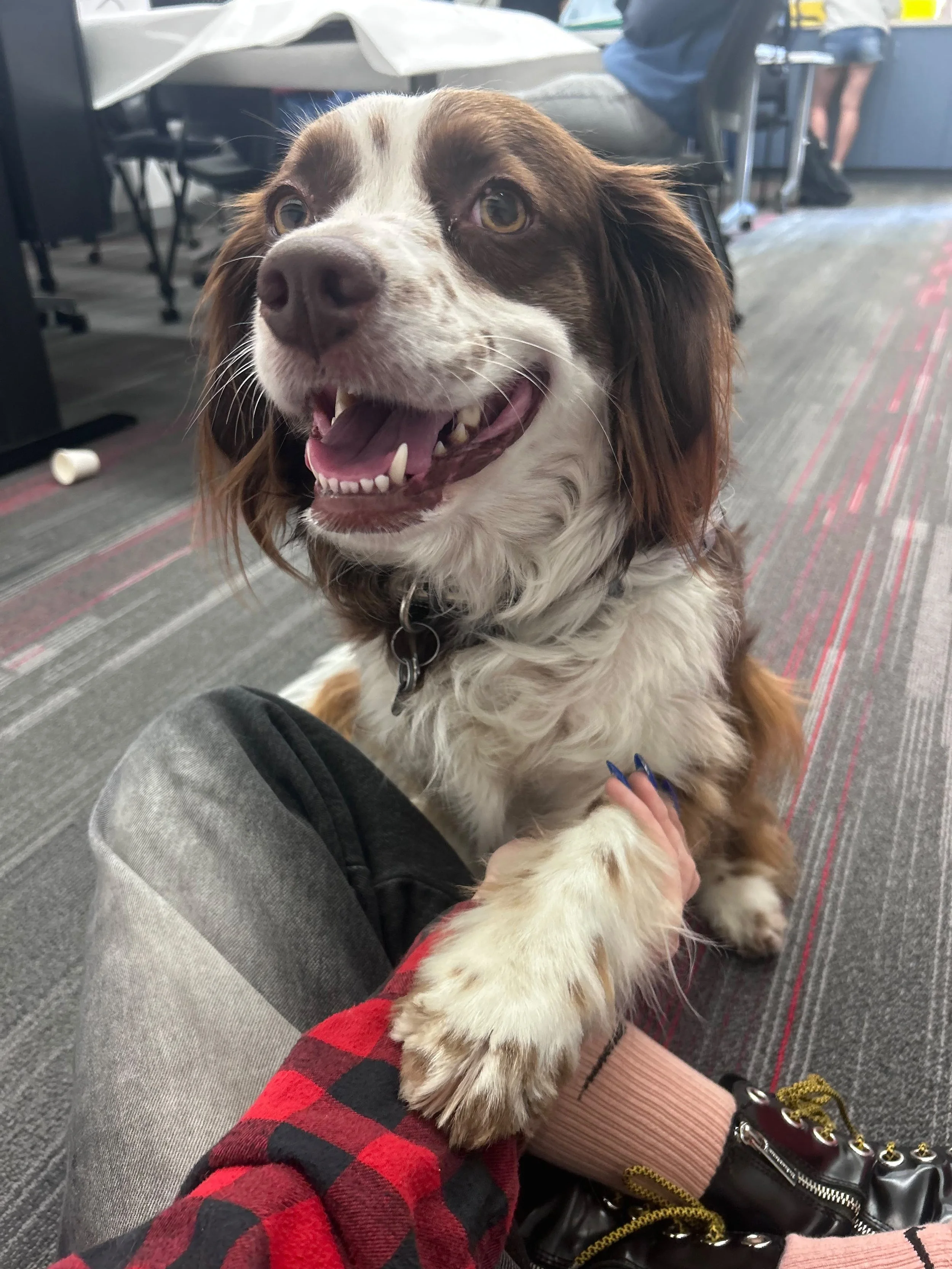 Dayzi the dog close up show smiling toward camera in a class room.