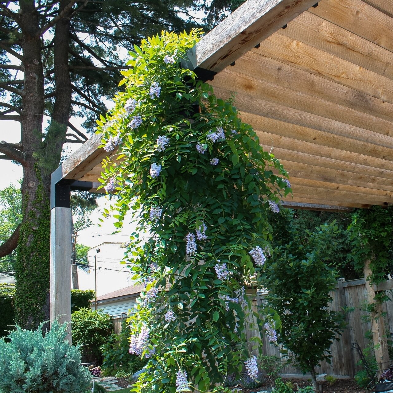 Happy Summer Solstice!🤩☀️ Installing a shade structure like this stunning pergola is an awesome way to keep you (and your furry friends🐶) cool!