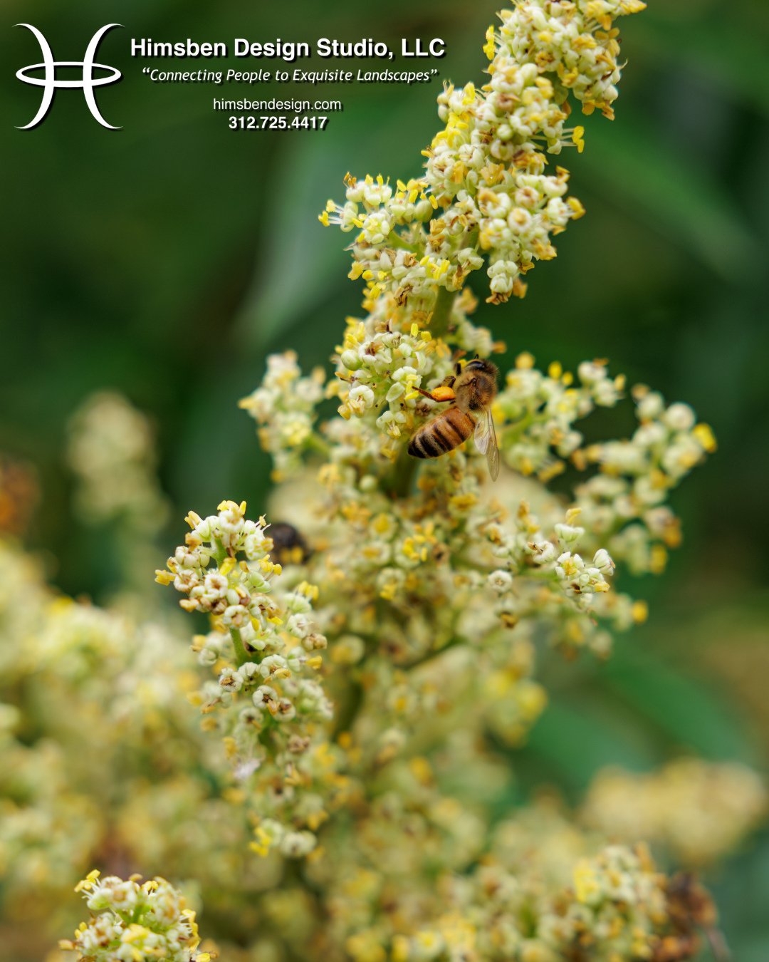 Colder weather is starting to arrive in Chicago! Only a little more time left for your plants and pollinators before they start to hibernate for the colder seasons. 🐝🪴 ⁠
HDS is currently designing and scheduling projects for next Spring!  Get your 
