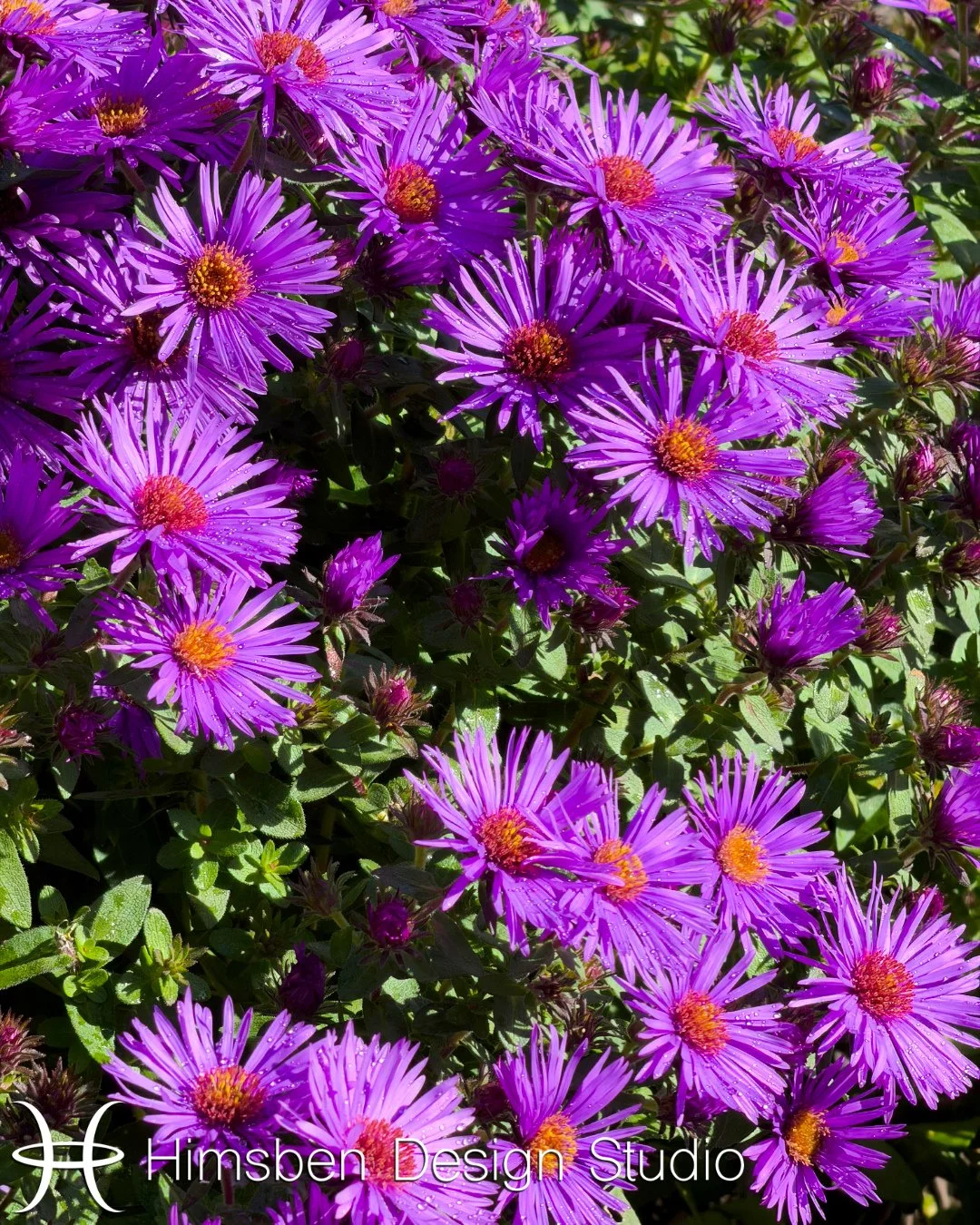 Flowers, like these New England asters, are in their last bloom before going dormant for the winter. ⁠
HDS still has a busy fall full of new projects we are working on! ⁠
⁠
Schedule a consultation with us to start planning your new outdoor space toda