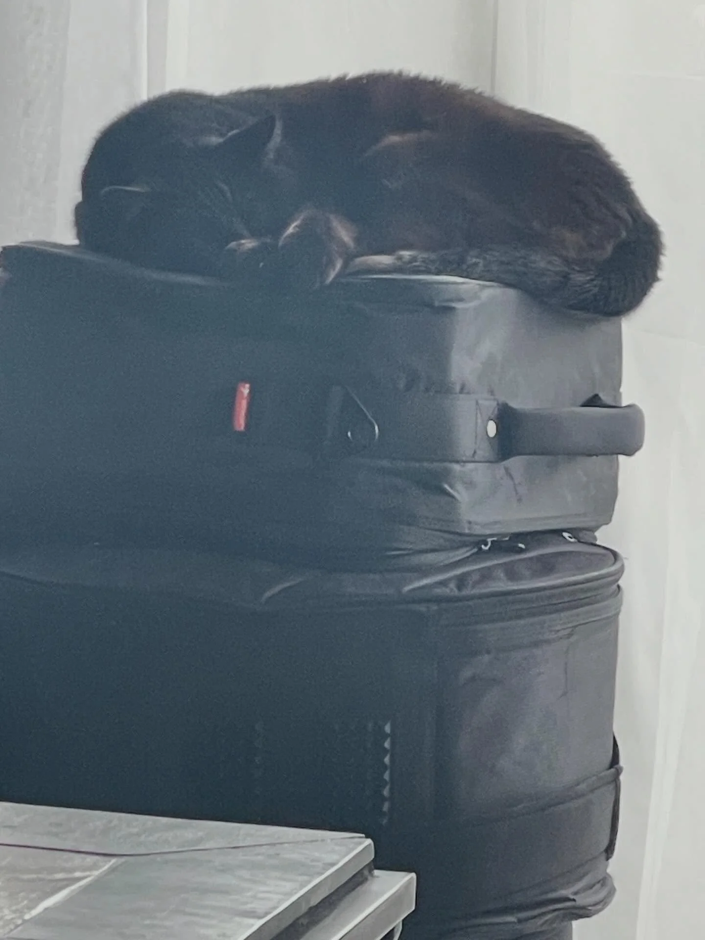 Lazy Sunday afternoon for one of the roommates.  She loves sleeping on drum cases.  #blackcat #livinginrhythm #lifewithcats #sundayafternoon
