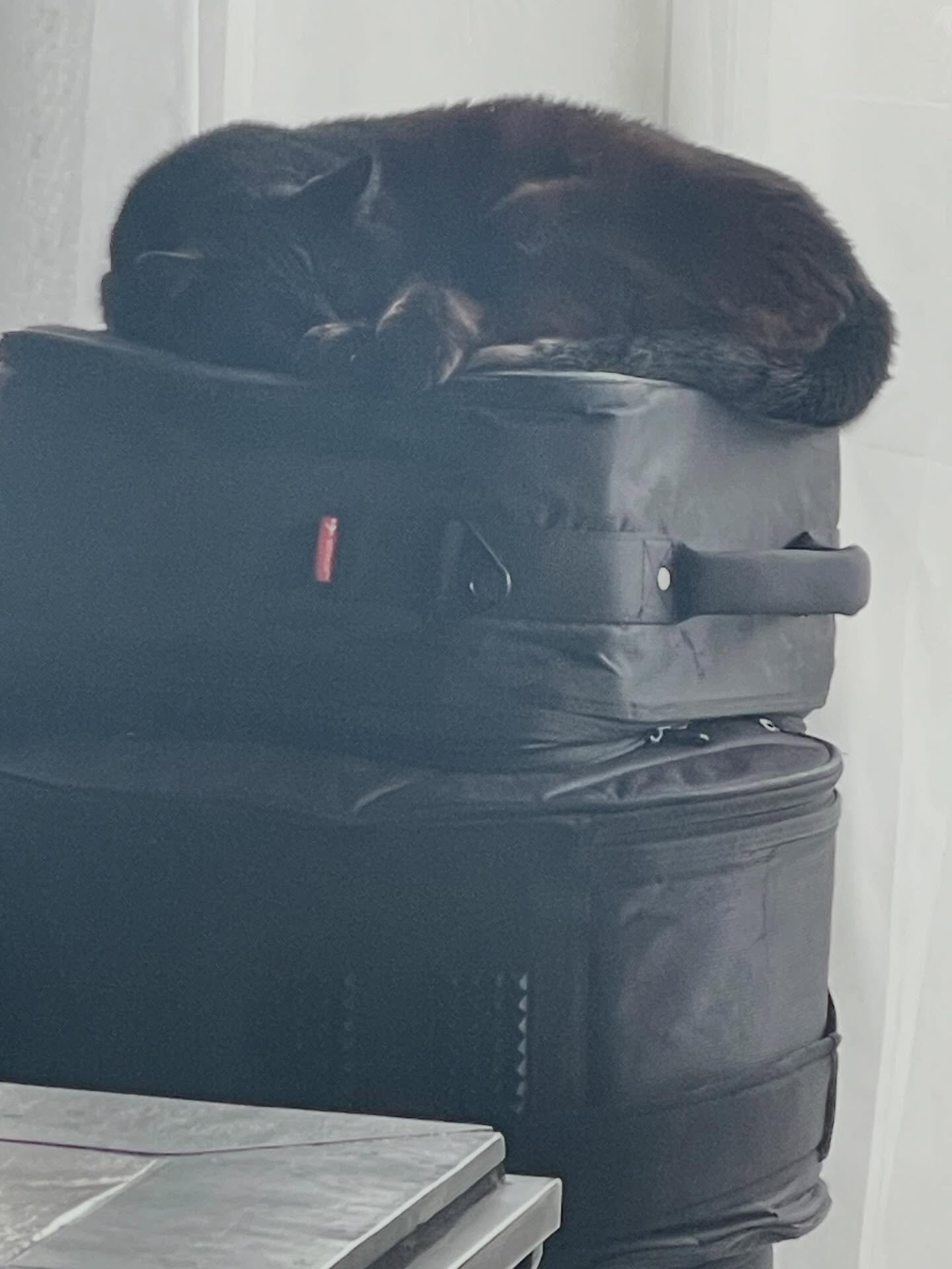 Lazy Sunday afternoon for one of the roommates.  She loves sleeping on drum cases.  #blackcat #livinginrhythm #lifewithcats #sundayafternoon