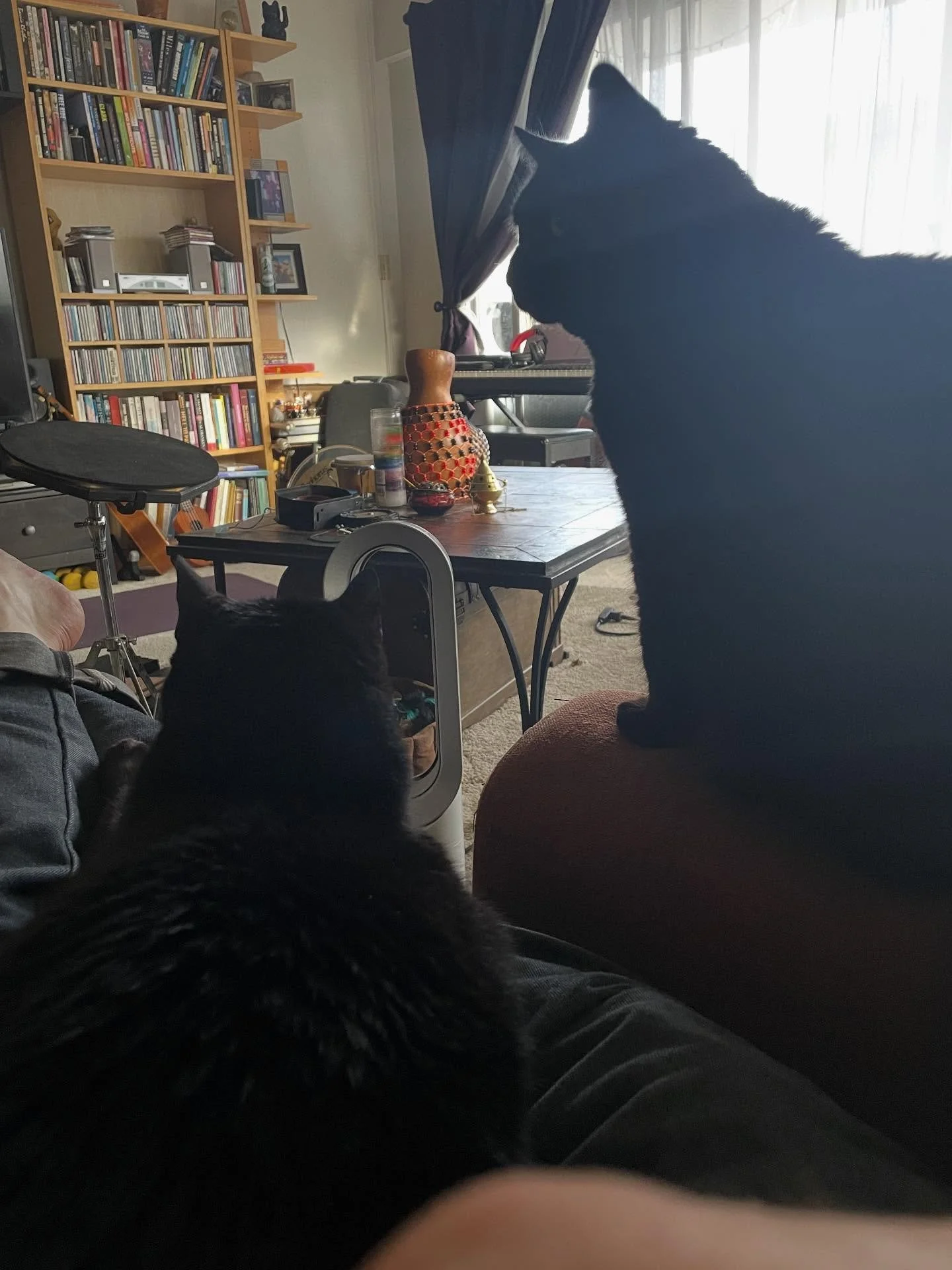 Was a lazy morning with the roommates. #blackcats #dosgatosnegros #roommates