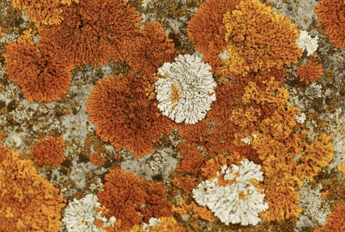 Online Singing Villages April-July 2026