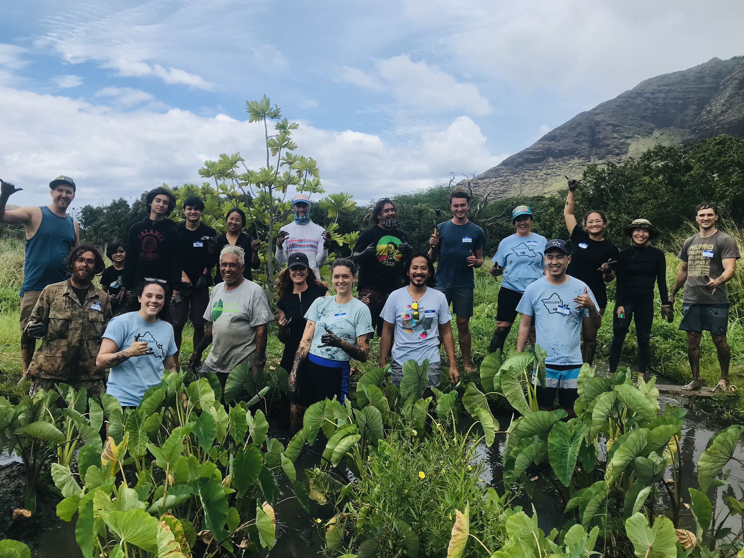 Kaʻala Farm loʻi 