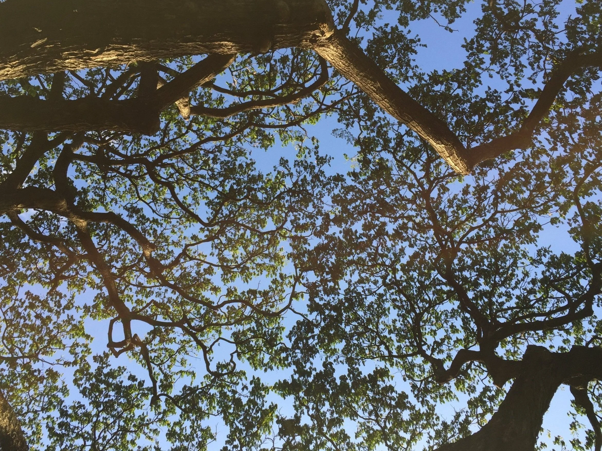 Tree canopy.