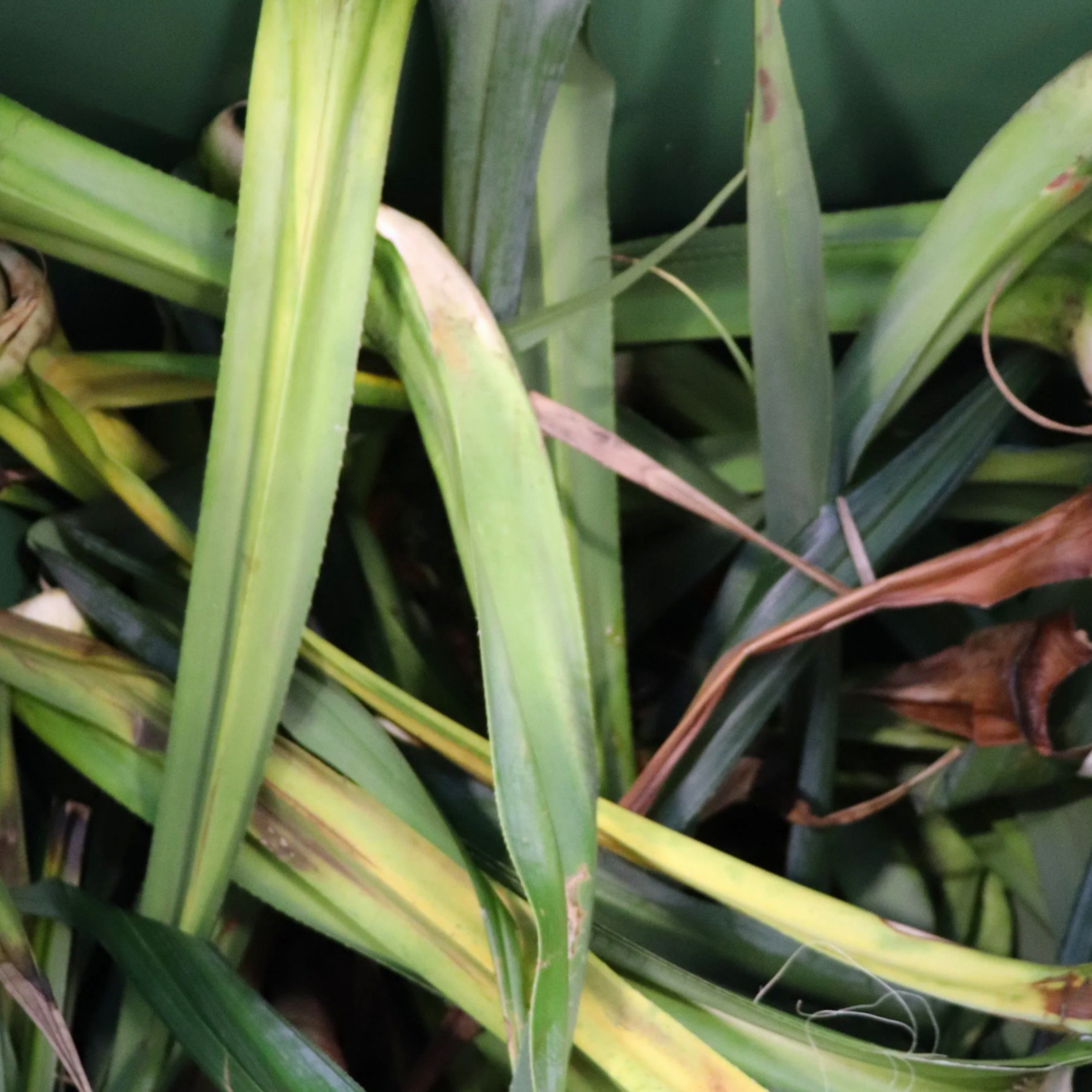 Palm leaves for composting.