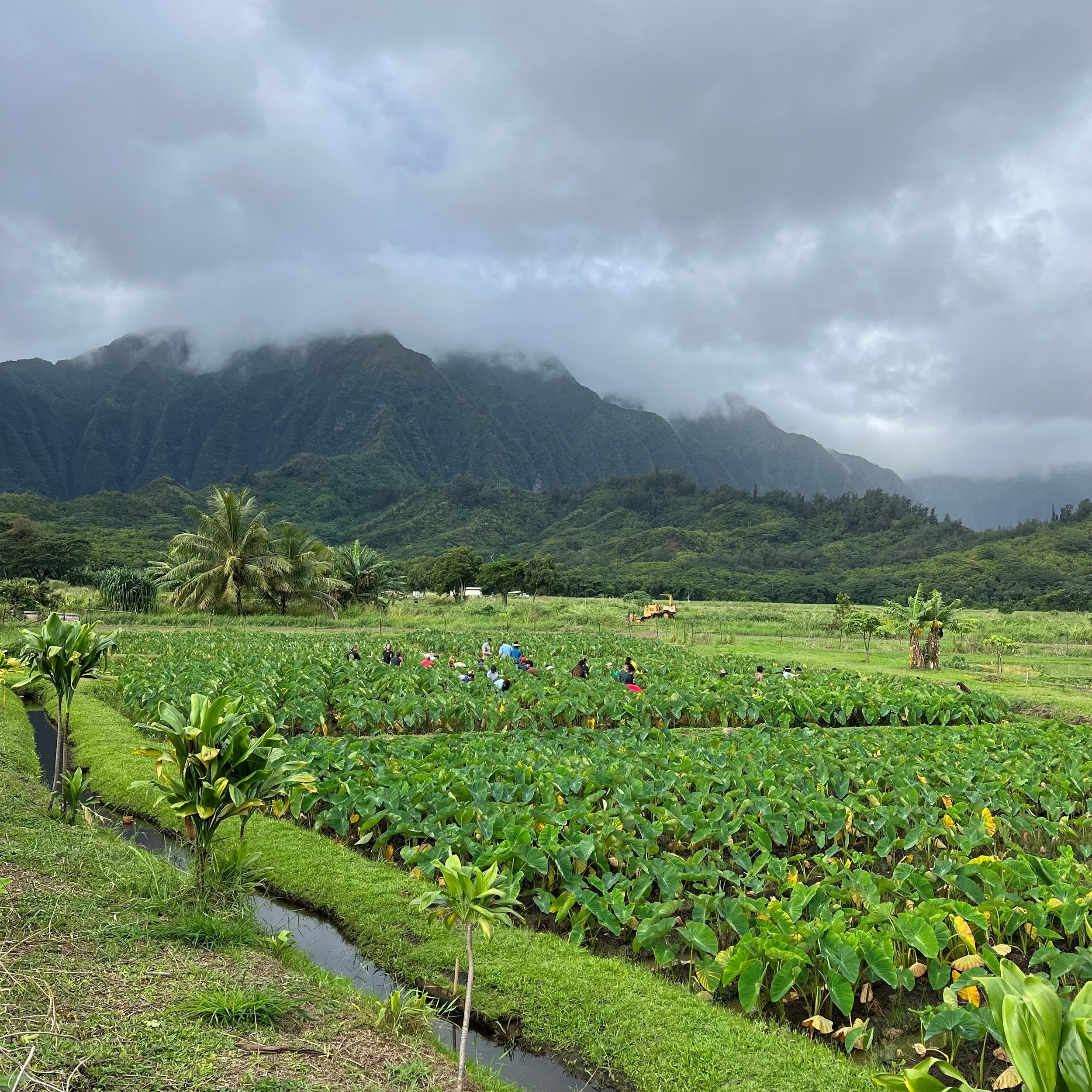 A group of people work in a lo'i with the Koolau Mountains in the background.