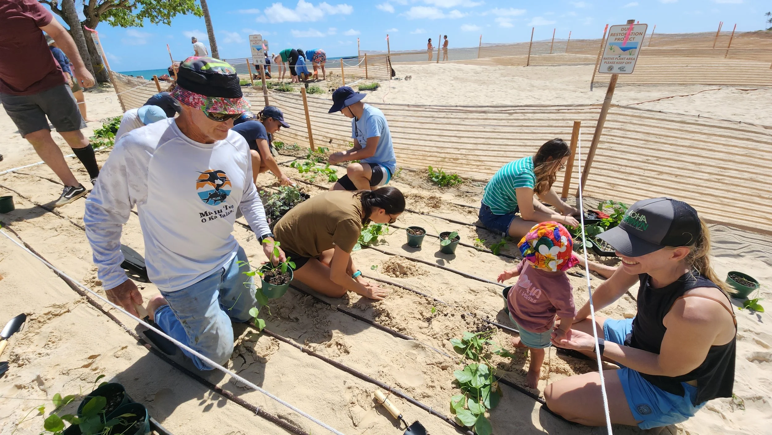 People planting on the beach near drip irrigation and fencing.