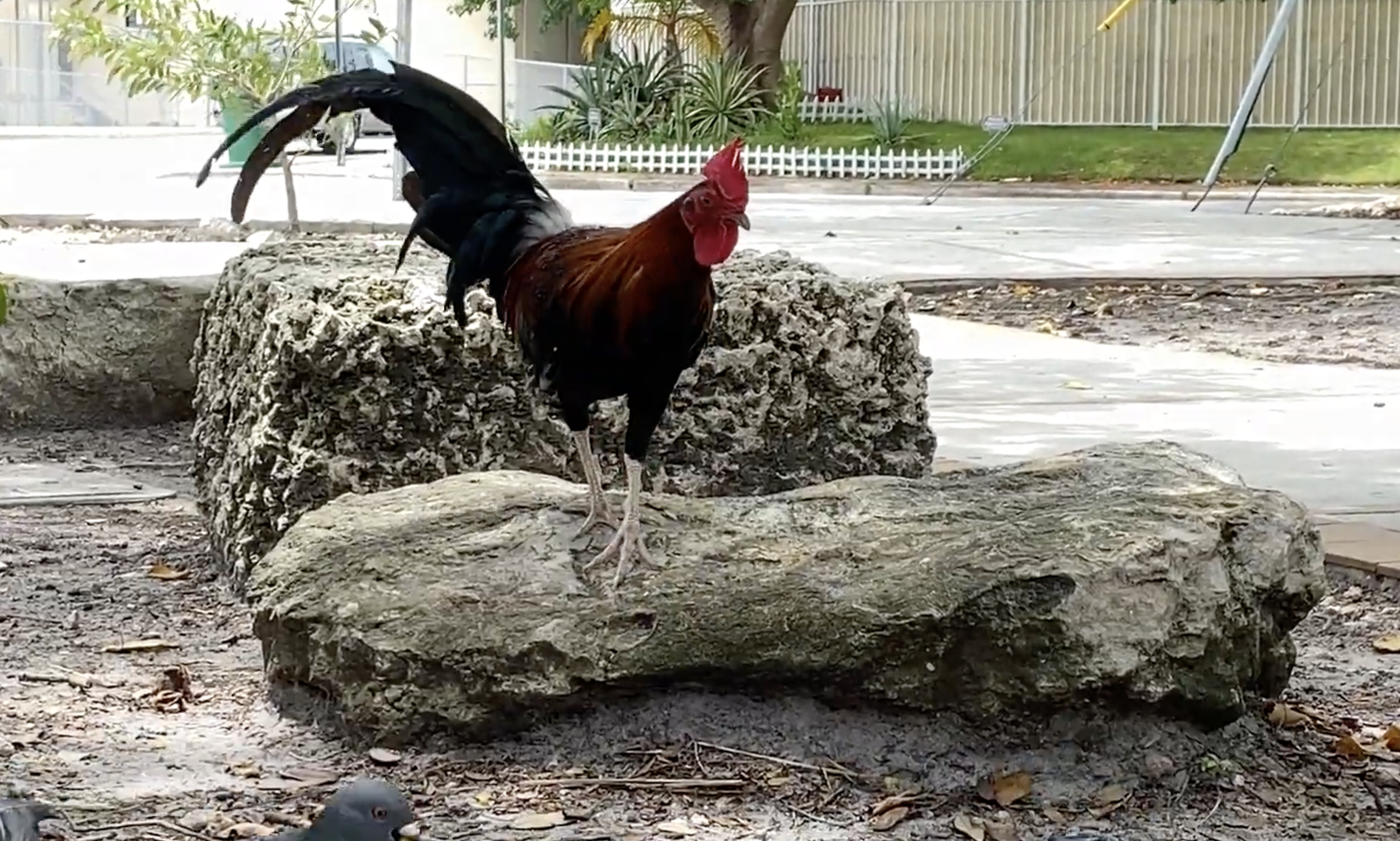 gallo.png
