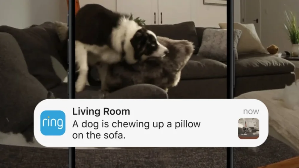 Ring indoor camera capturing dog in living room | Smart home pet monitoring