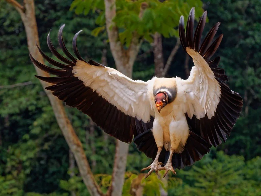 RandallCondor.jpg