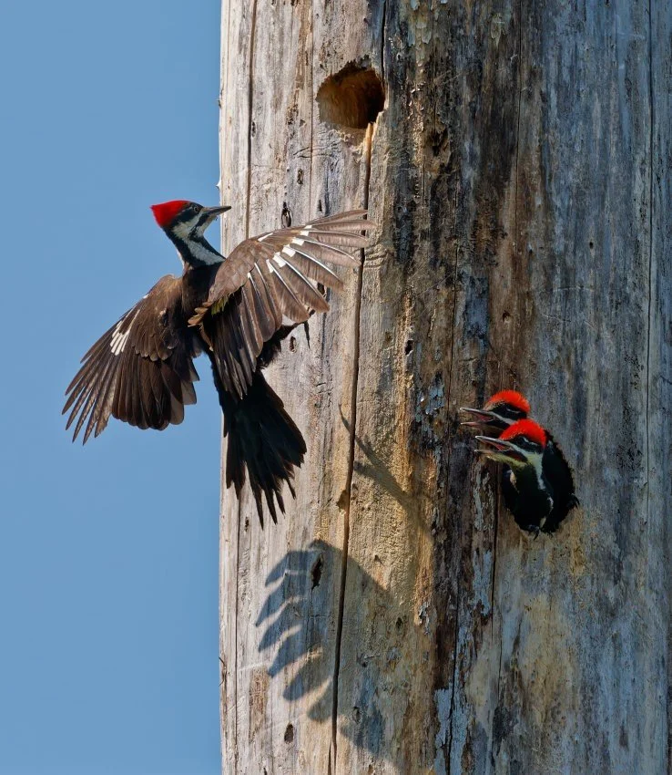 RandallWoodpecker.jpg