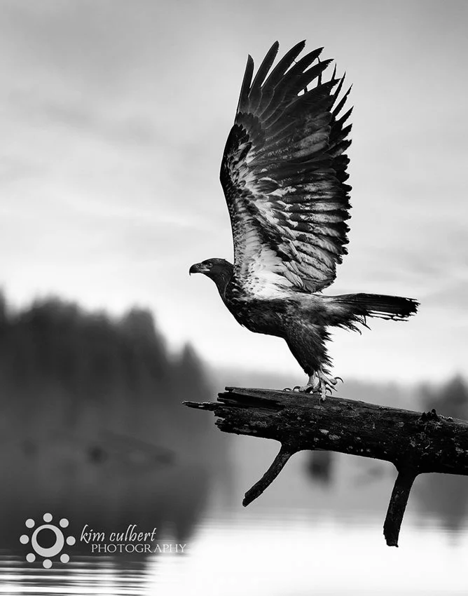 Majestic Take Off