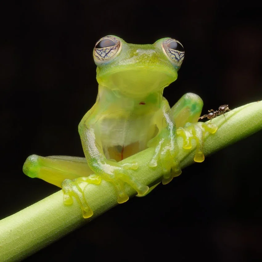 RandallFrog.jpg