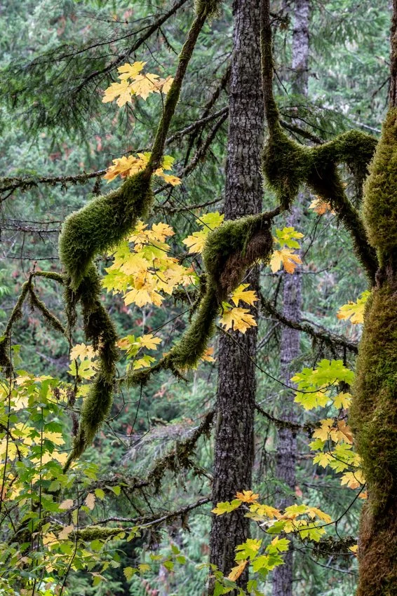 Forest Shapes.jpg