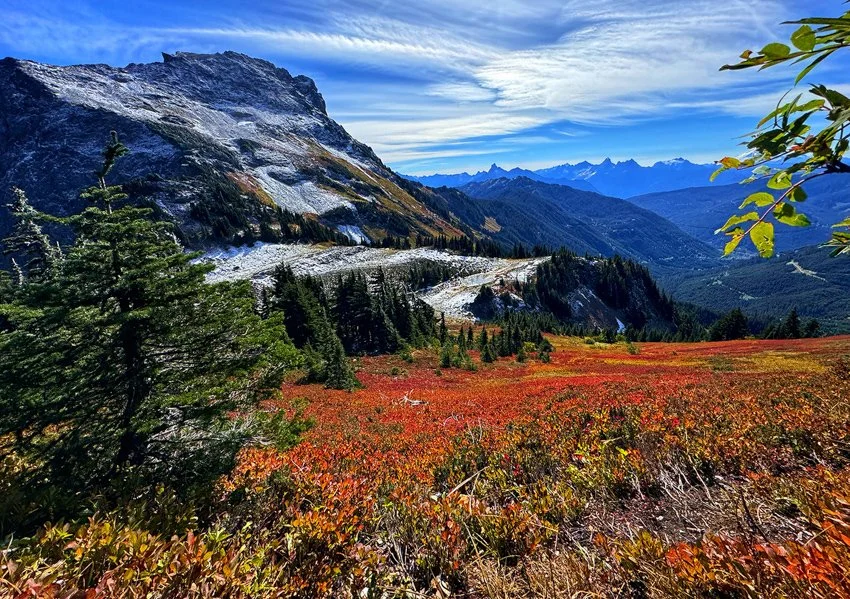 Beauty in the Alpine