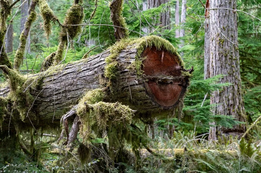 If a Tree Falls.jpg