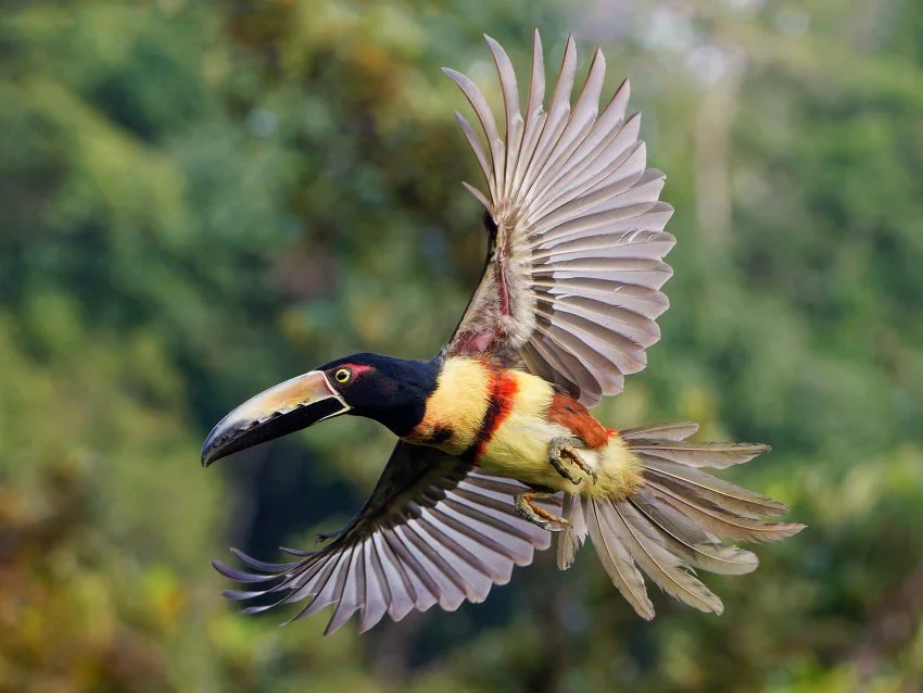 RandallToucan.jpg