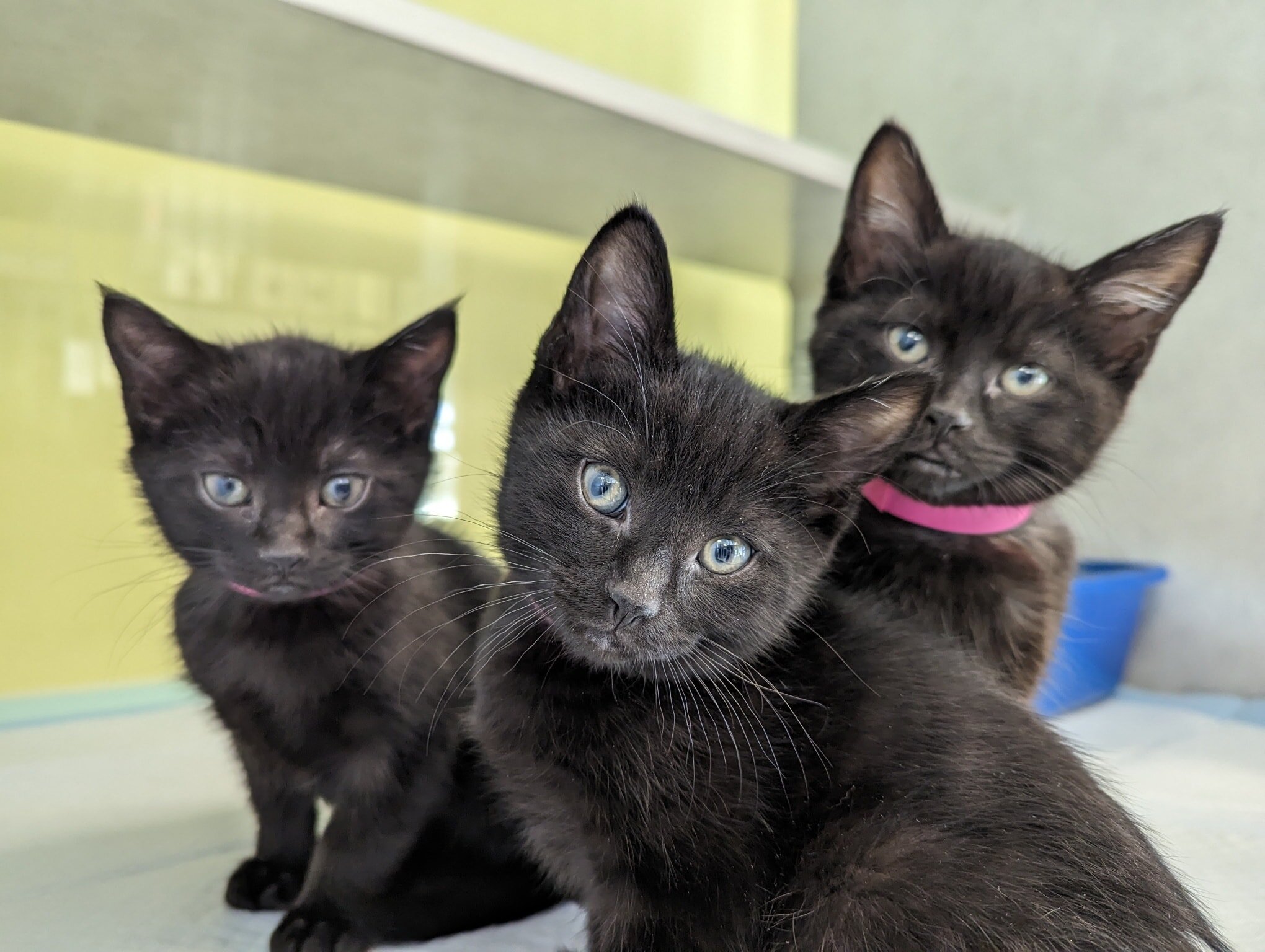 Kittens will soon be all over this city. It's up to us and our community to help prevent such an intense kitten season this year through TNR.

Street Cat HUB's mission is to provide the city of Albuquerque and Bernalillo County with the spay and neut