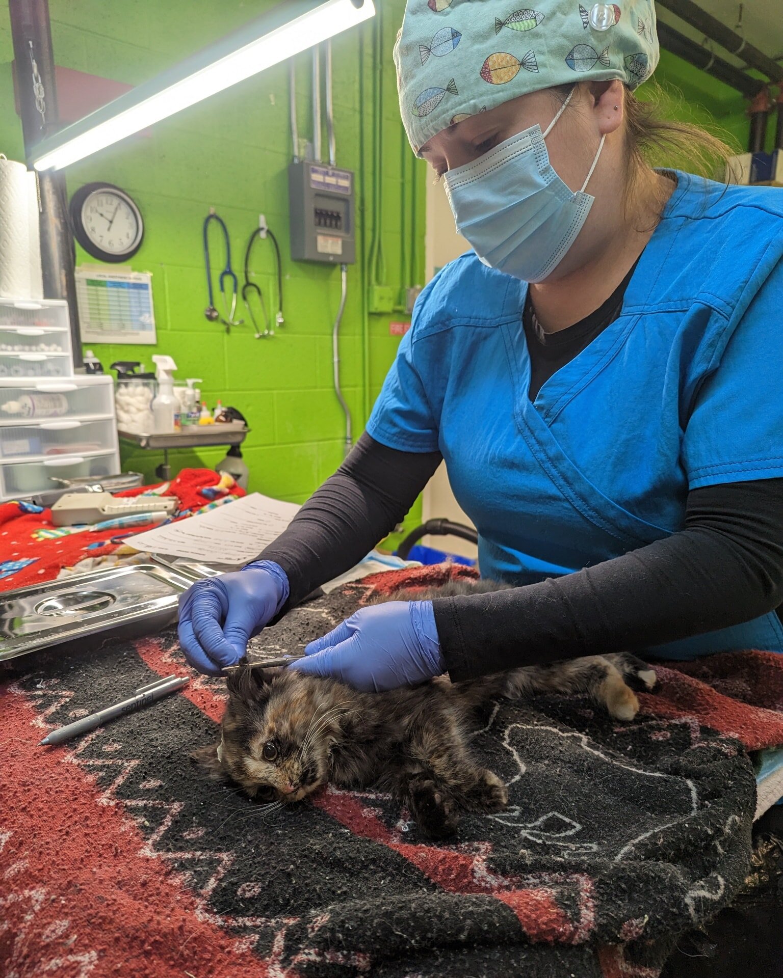 Our staff work exceptionally hard to ensure each cat gets the care they require. 

Pictured is One of our vet techs giving a TNR cat their ear tip.

Street Cat HUB's mission is to provide the city of Albuquerque and Bernalillo County with the spay an