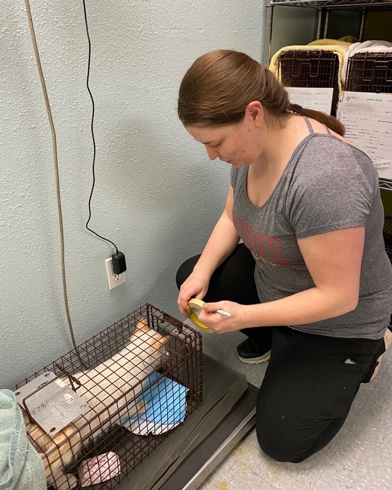 Our volunteers help in a wide variety of roles. Pictured is our volunteer Caley helping with intake. 

After receiving our services this community cat, Jack, will continue to be loved by his caretaker. The only difference will be that he will no long