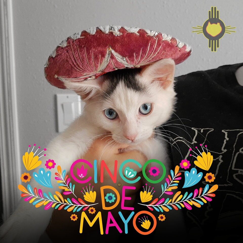 Street Cat HUB would like to wish our community a happy Cinco De Mayo! We hope you a fantastic holiday and stay safe!

Pictured is a former stray kitten that obtained a home and has received low-cost spay and neuter services from Street Cat HUB.

To 