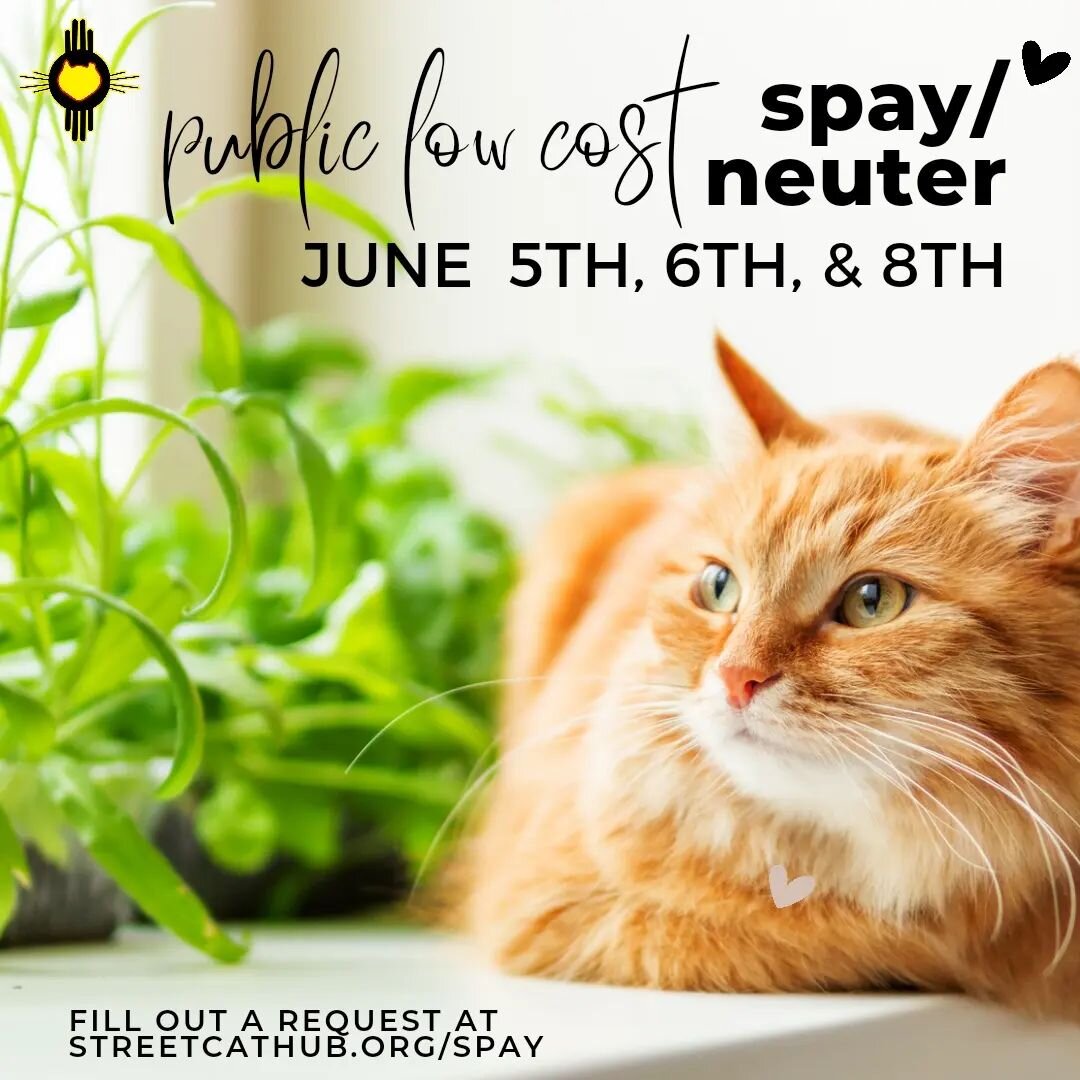 Owned cat week is coming up fast! Get your cat's surgery scheduled today!

We offer a low-cost spay/neuter package for $195 per cat. This package includes a spay or neuter, a 1-year FVRCP vaccine, a 1-year rabies vaccine, and a microchip with registr