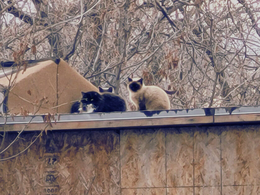 New year means new trapping jobs - but sometimes we have to revisit old locations. Three wise elders supervise as traps are set for the next generation of TNR. If you zoom in, you may make out some tipped left ears on these fluffy observers 👀
