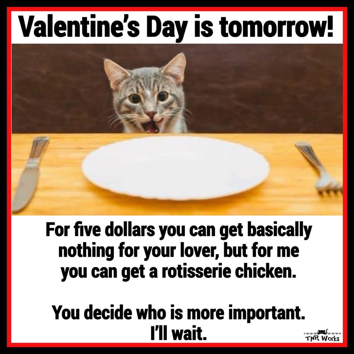 Choose wisely this Valentine&rsquo;s Day! 🐱