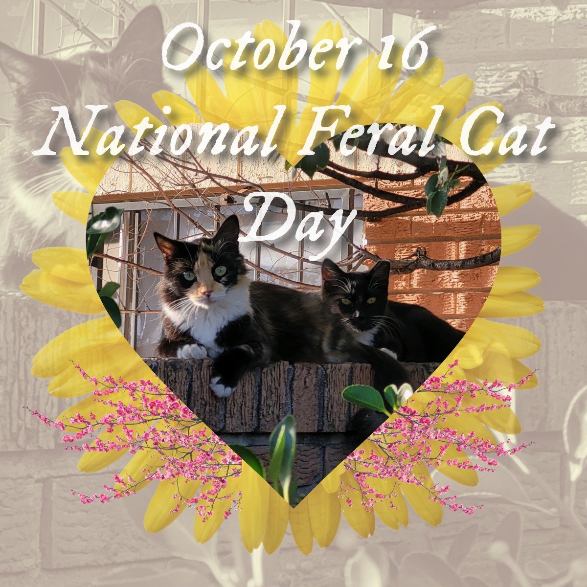 Today is National Feral Cat Day, which is a part of the Global Cat Day movement initiated by Alley Cat Allies. Today is a day meant to spread awareness for the needs of stray or feral community cats. 

What's the difference between stray cat and fera