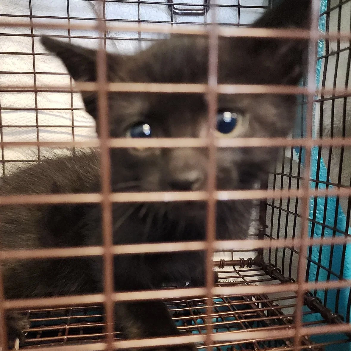 The First Two Weeks of June at Street Cat Hub
