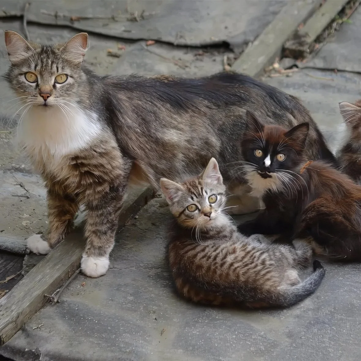 Why TNR Matters for Community Cats in Albuquerque