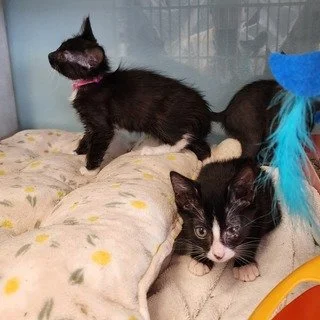Kitten Season Is Here. TNR Matters.