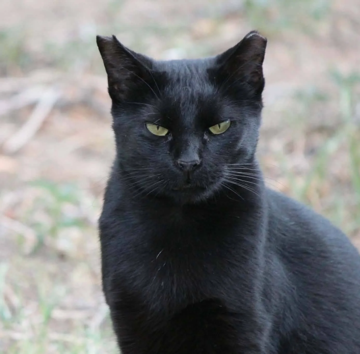 Behind the Trap: A ZIP Code Shouldn’t Decide a Cat’s Future