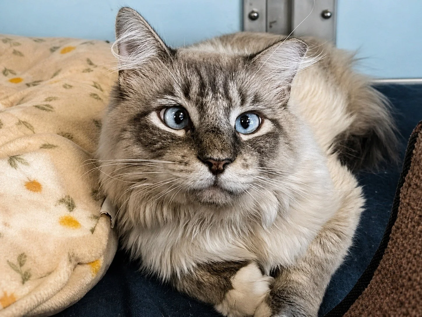 Meow of the Month: Beckett’s Fresh Start