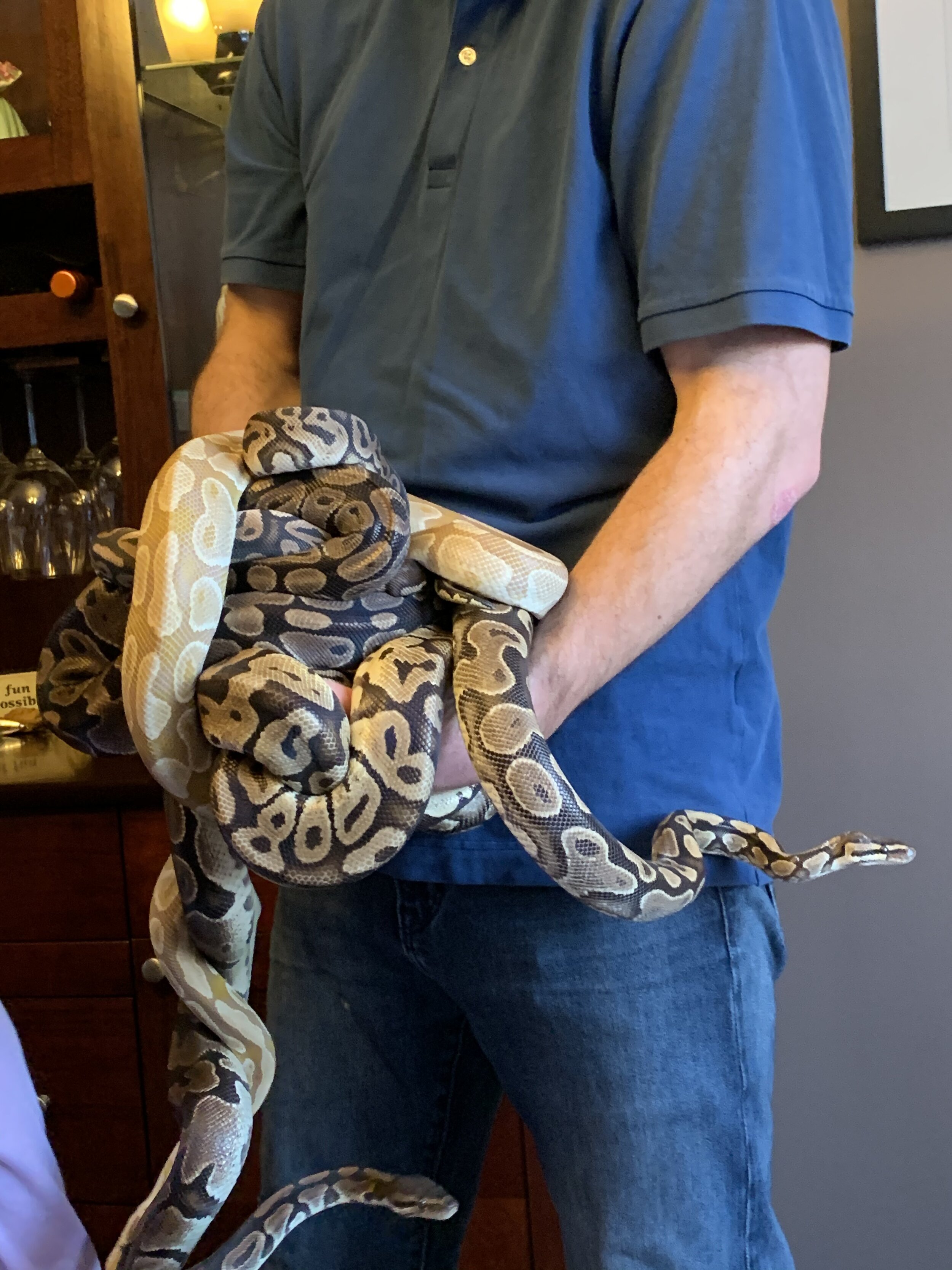 ALBINO BOA CONSTRICTOR.jpg