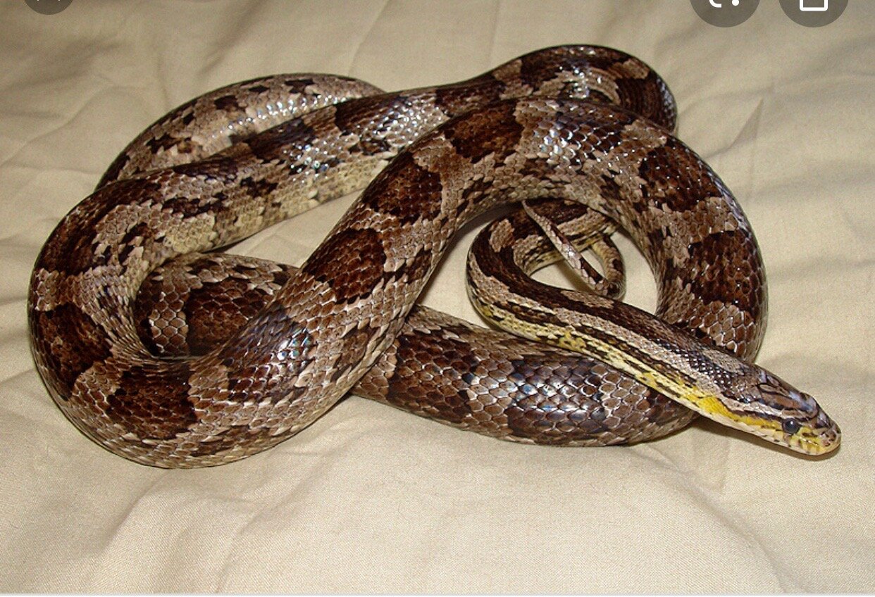 DARKER CORN SNAKE.JPG