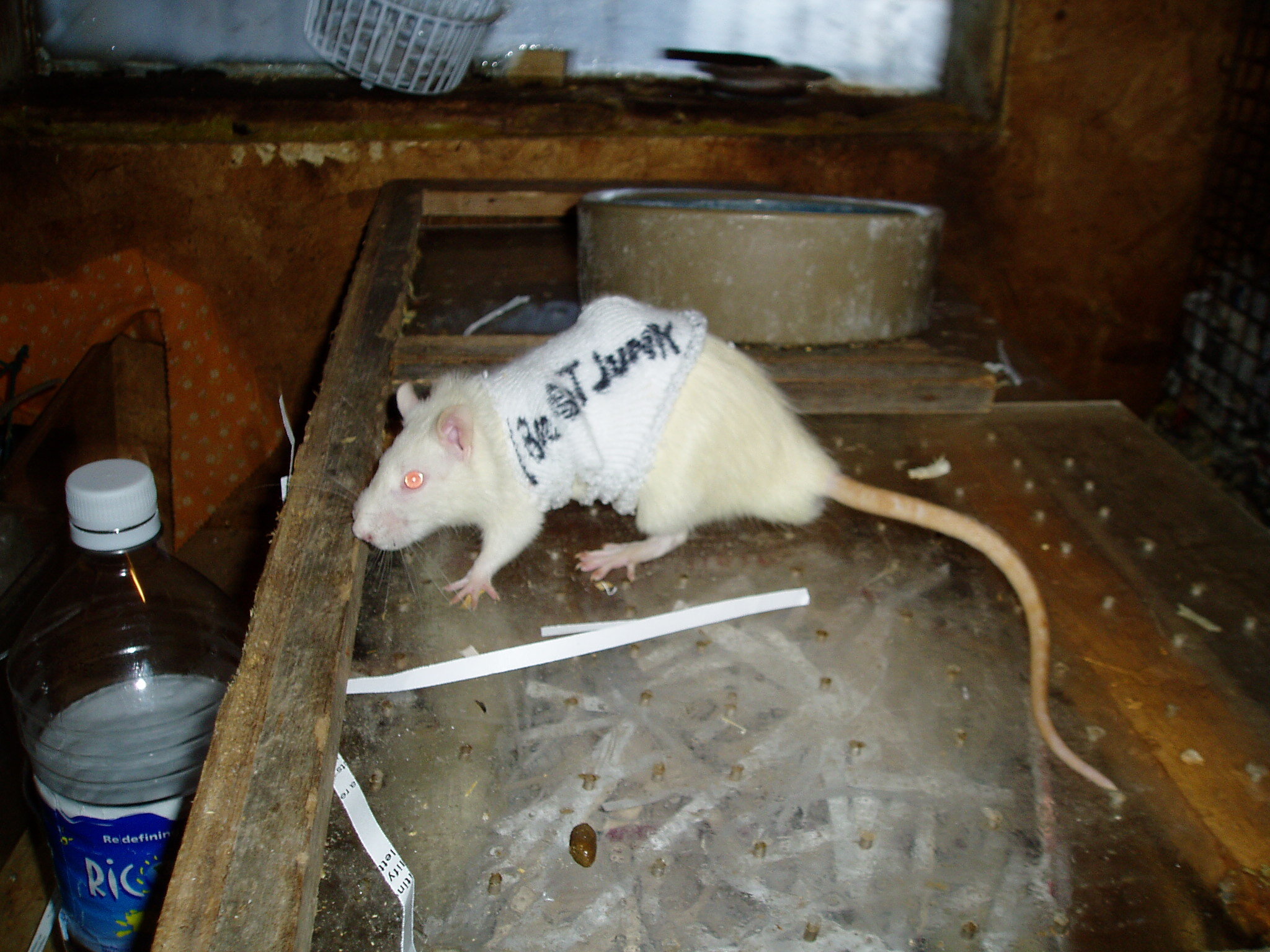 DOMESTIC WHITE RATS.jpg