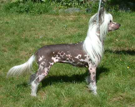 chinese crested.JPG