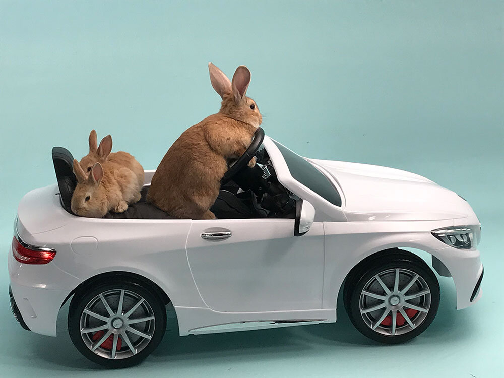 Thelma-the-car-driving-bunny.jpg