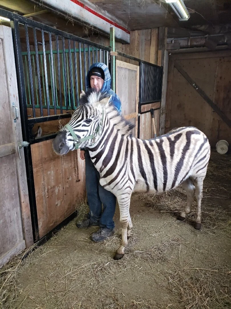 Zebra