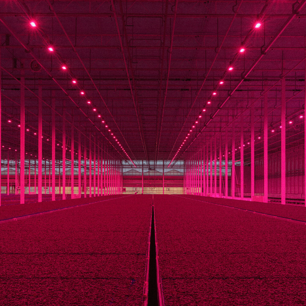 The Koppert Cress greenhouse in the Netherlands