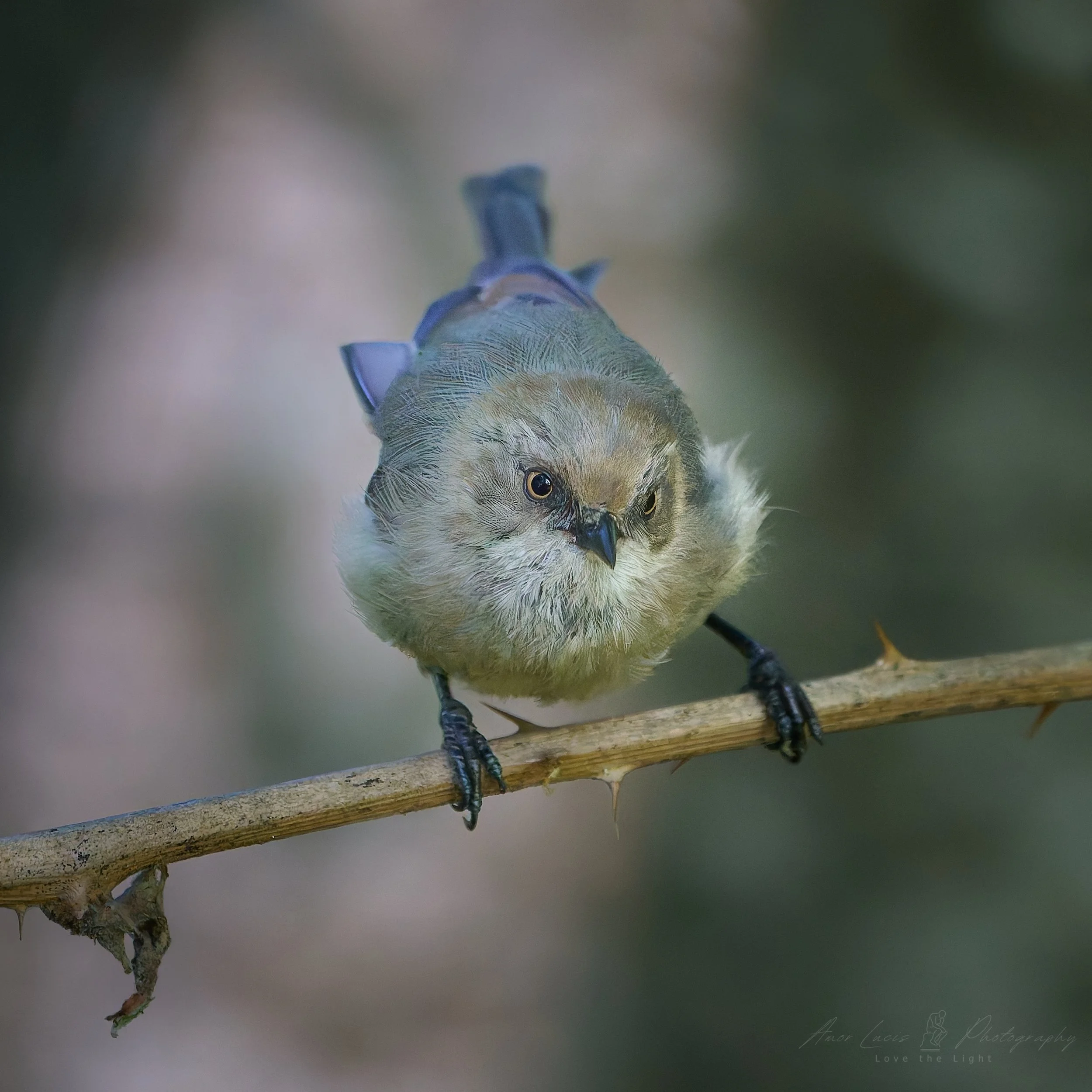 Bush Tit