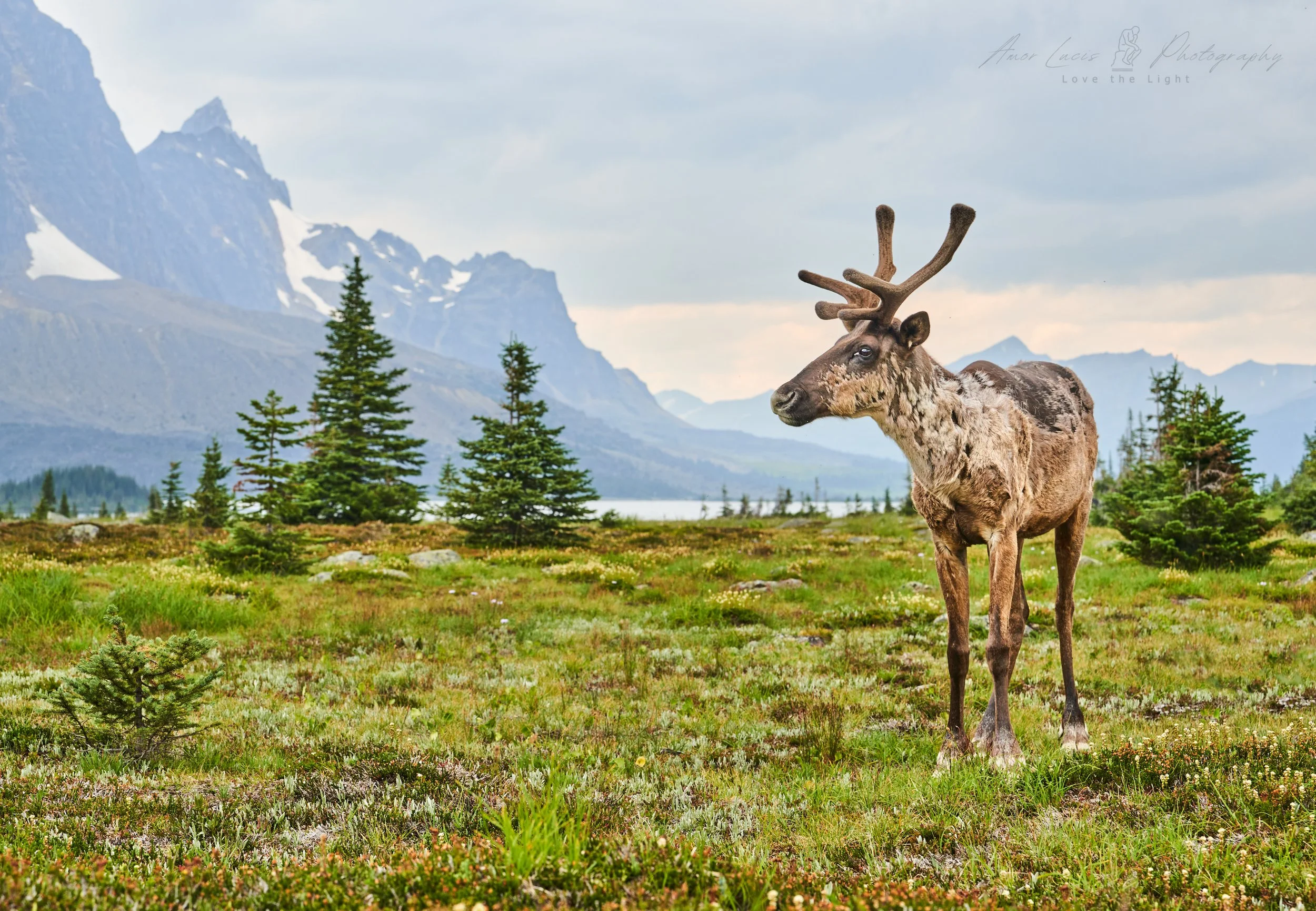 Woodland Caribou