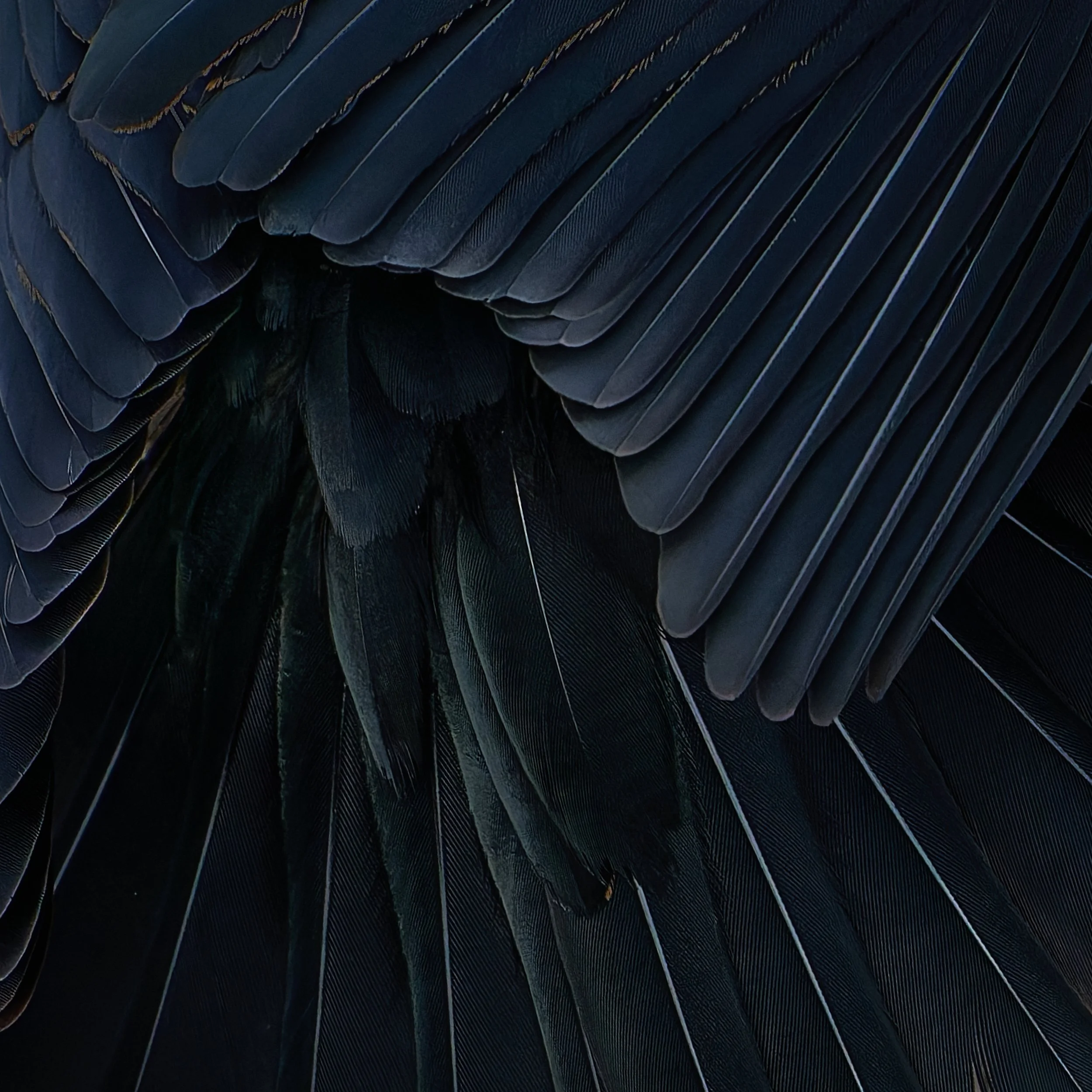 Red-winged Blackbird