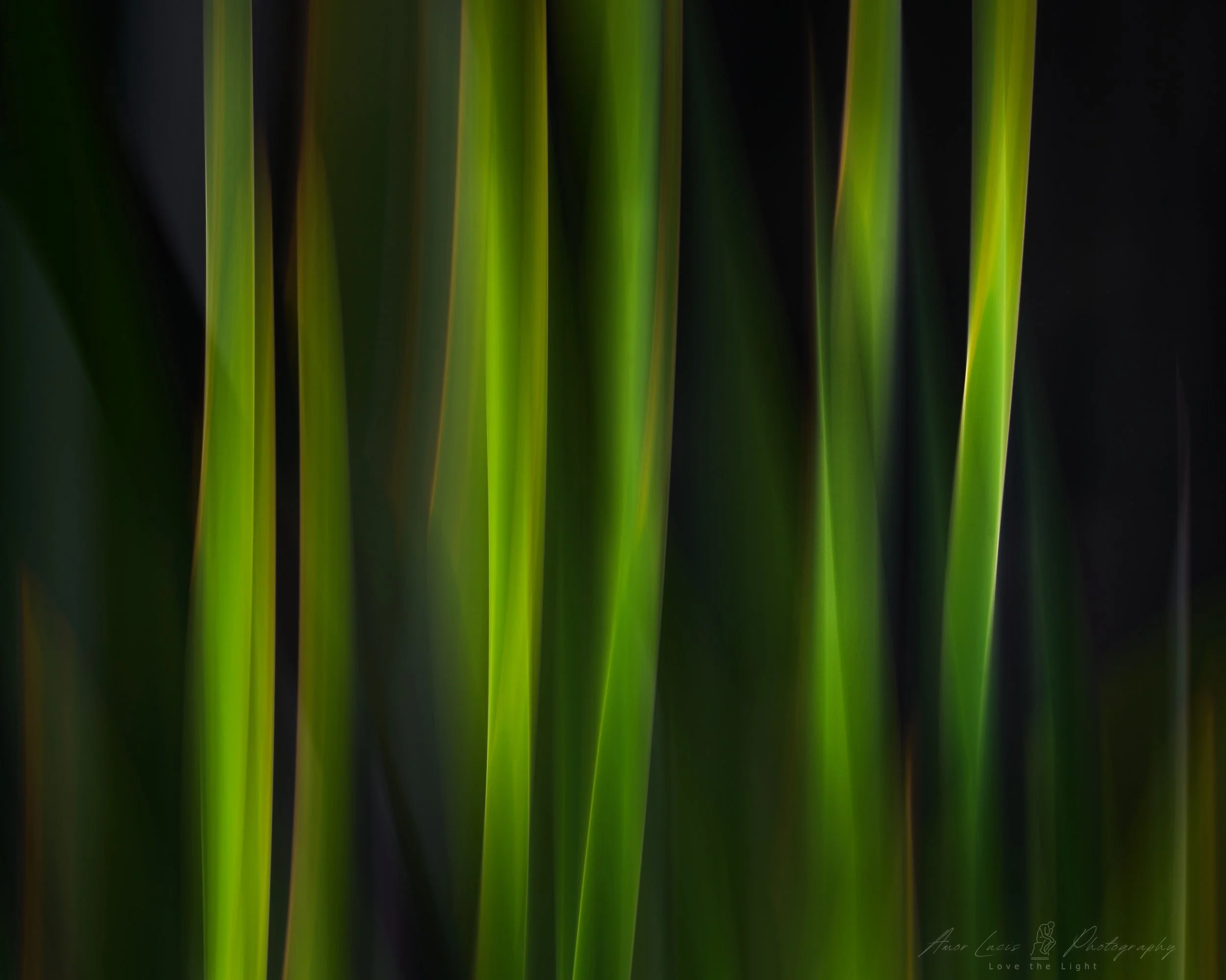 Reeds
