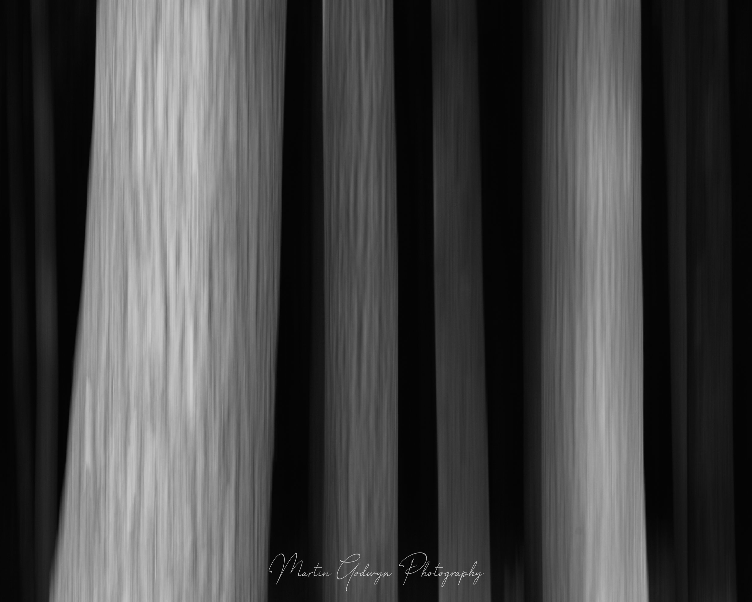 Family Trees (B&W)